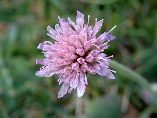 Knautia purpurea / Ambretta purpurea